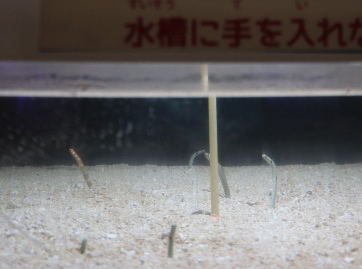 チンアナゴ 誘い出して 伊勢シーパラダイスで２３日から餌やり体験 中日新聞web