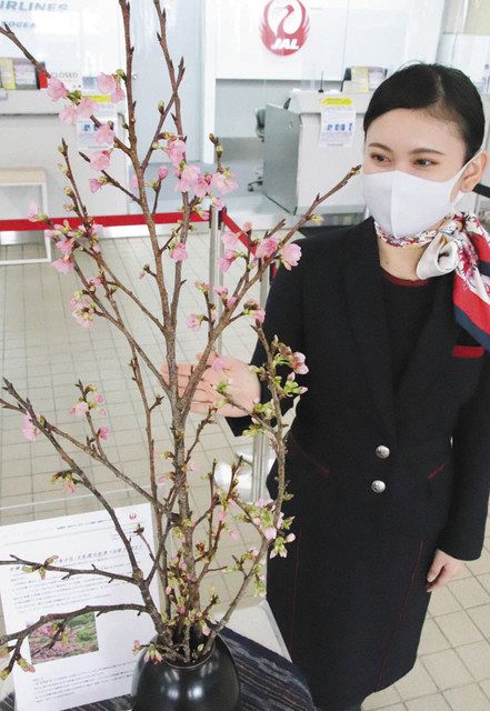 琉球寒緋桜 小松空港に 出発カウンター つぼみほころぶ 北陸中日新聞web