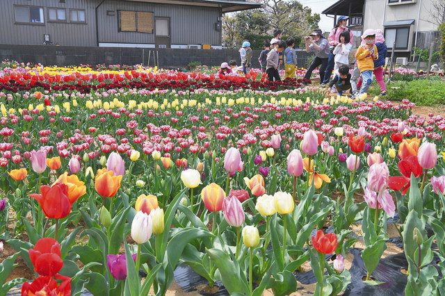 色とりどり咲き競うチューリップ 福井の森さん宅で見頃 中日新聞web