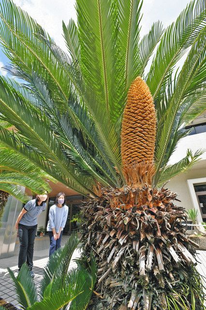 カナリーヤシ、ソテツの買取 - 茨城県のその他