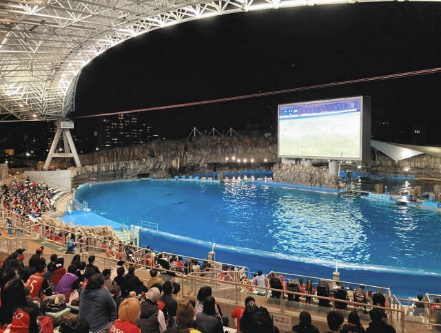 シャチと一緒にグランパス応援 名古屋港水族館でパブリックビューイング 全国初の試みにサポーター1000人 中日スポーツ 東京中日スポーツ