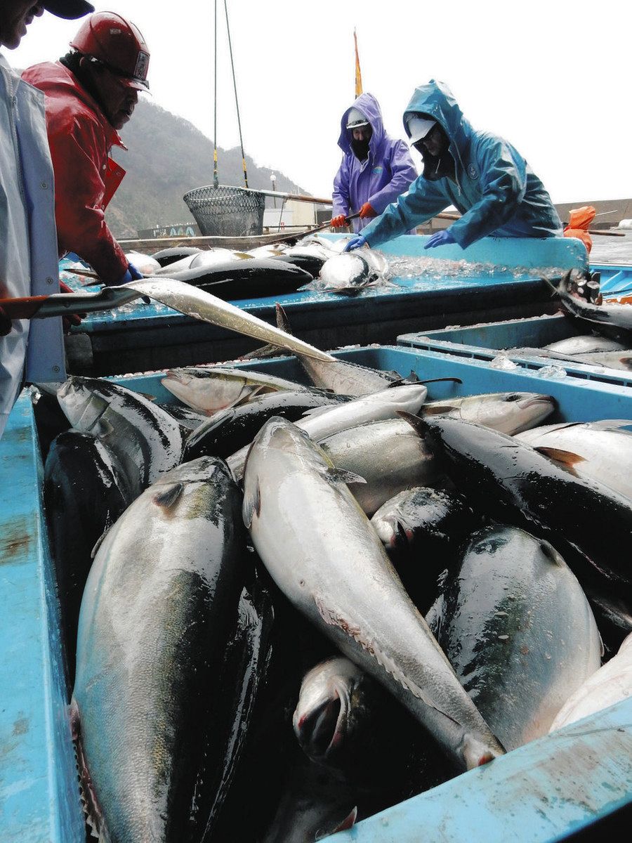 ８月４日 水揚げ 養殖ぶり片身 速報】能登被災地で寒ブリ水揚げ 1匹200万円「日本一」 - YouTube