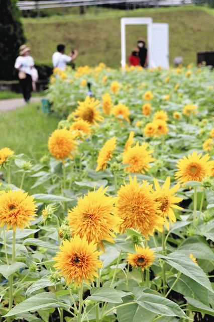 晩夏告げる遅咲きヒマワリ「東北八重」見頃 海津・木曽三川公園