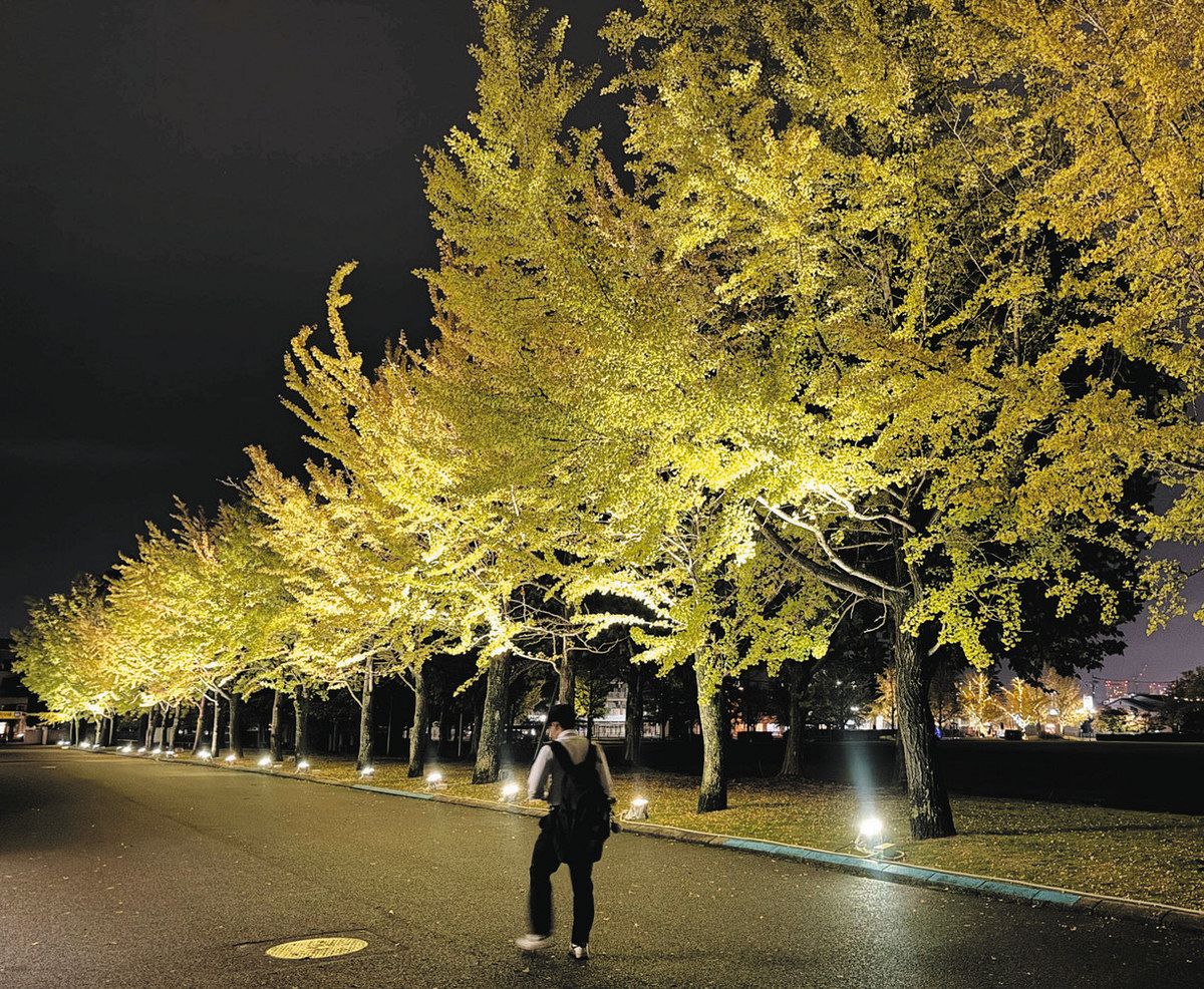LEDでライトアップされたイチョウ並木＝富山市の県五福公園で
