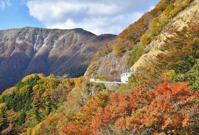 観光客 秋満喫 伊吹山で紅葉見頃 中日新聞web