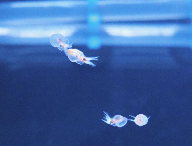 フワリフワリ泳ぐ ミズダコの赤ちゃん展示 三国 越前松島水族館 中日新聞web