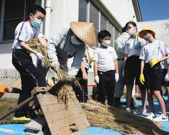 昔の脱穀 おもしろいけど大変！ 千歯こきや唐箕 挑戦：北陸中日新聞Web