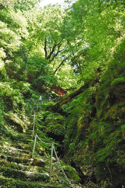 ブナの原生林に覆われ 参道ひやり 伊賀 奥山愛宕神社 中日新聞web