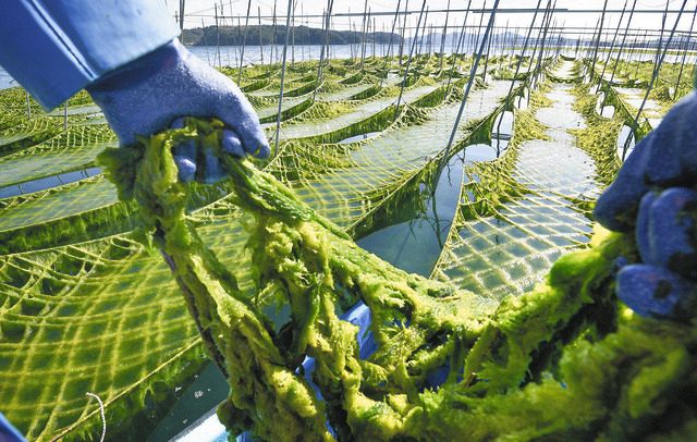 <通風筒> 鮮やか 緑のじゅうたん 志摩・英虞湾でアオサ収穫始まる:中日新聞Web
