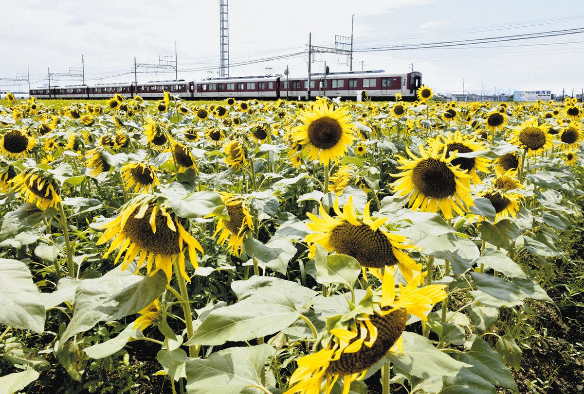 黄色一面 夏風景彩る 三重県鈴鹿市、近鉄沿線の畑でヒマワリ見頃：中日