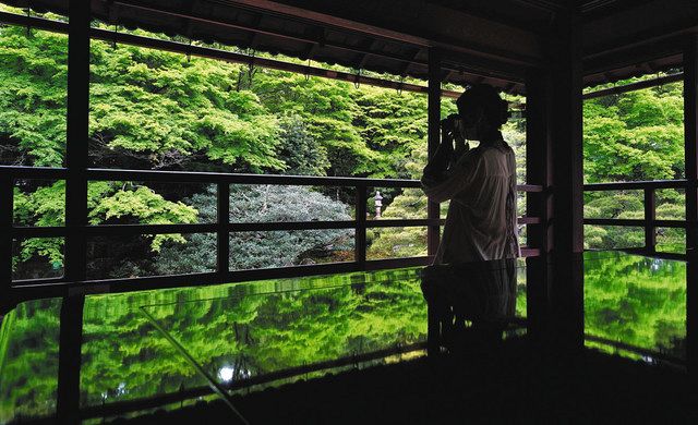 秋に負けじ爽やか青モミジ 大津・旧竹林院で見頃：中日新聞Web