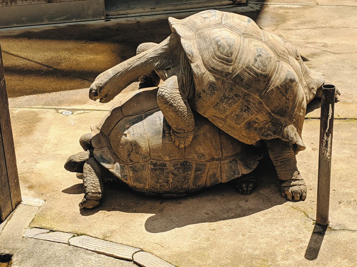 ☆（生き生きシリーズ）☆アルダブラゾウガメ☆（強品）☆ 動物の惑星】アルダブラゾウガメ フィギュア : インセクテック