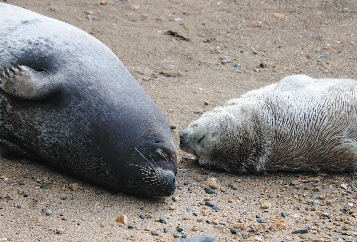 愛らしいゴマフアザラシの赤ちゃん2頭 沼津の水族館：中日新聞しずおかWeb