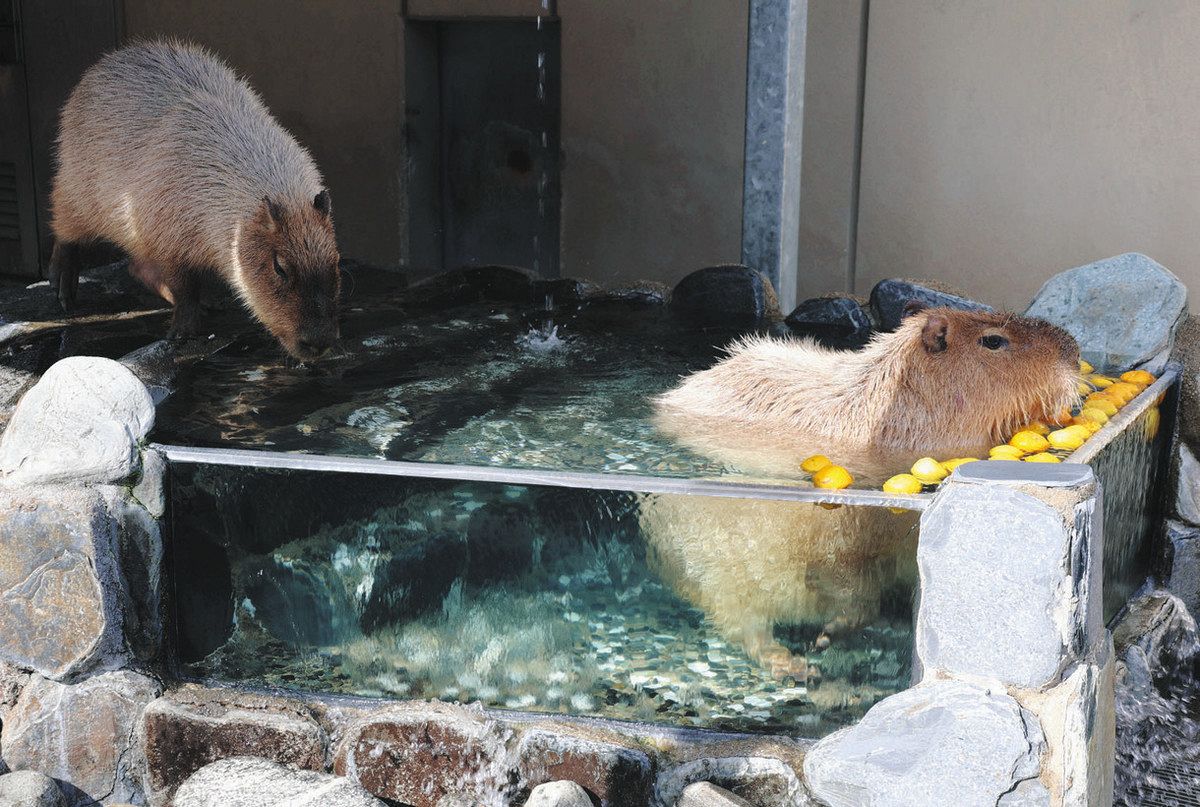 カピバラ長風呂 全国５園対決 いしかわ動物園・シータは最下位：北陸中