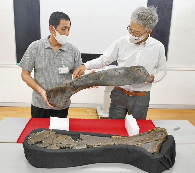 国内最大級の鳥脚類恐竜 長崎で化石発掘 恐竜博物館など確認：日刊県民