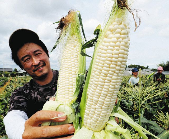 白くて甘いトウモロコシ 夏至の浜松で収穫：中日新聞しずおかWeb