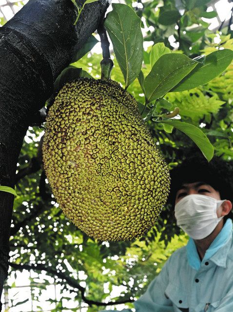 世界最大の果実「パラミツ」結実 東谷山フルーツパーク：中日新聞Web