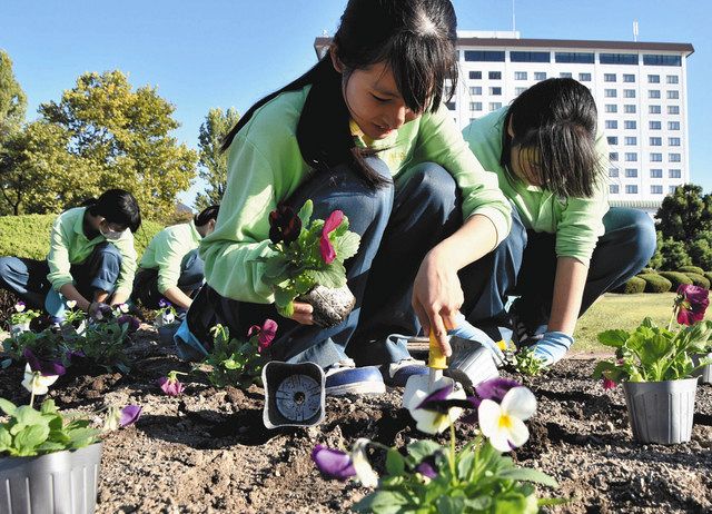 パンジーにビオラ 長浜農高園芸科が花植え 公園彩る 中日新聞web