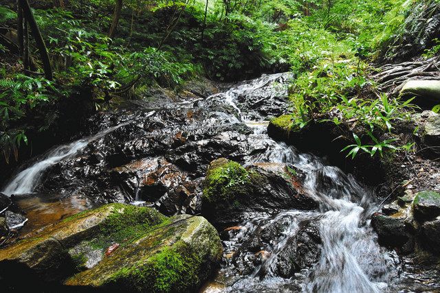 湖東湖北 涼みスポット＞ （13）山門水源の森（長浜市）：中日新聞Web
