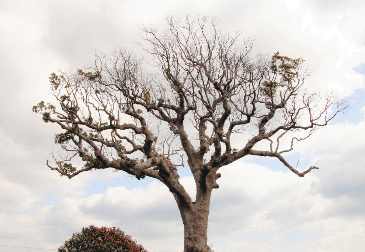 鈴鹿の「長太の大楠」、7割が根枯れか 20年の落雷で被害、再生目指す