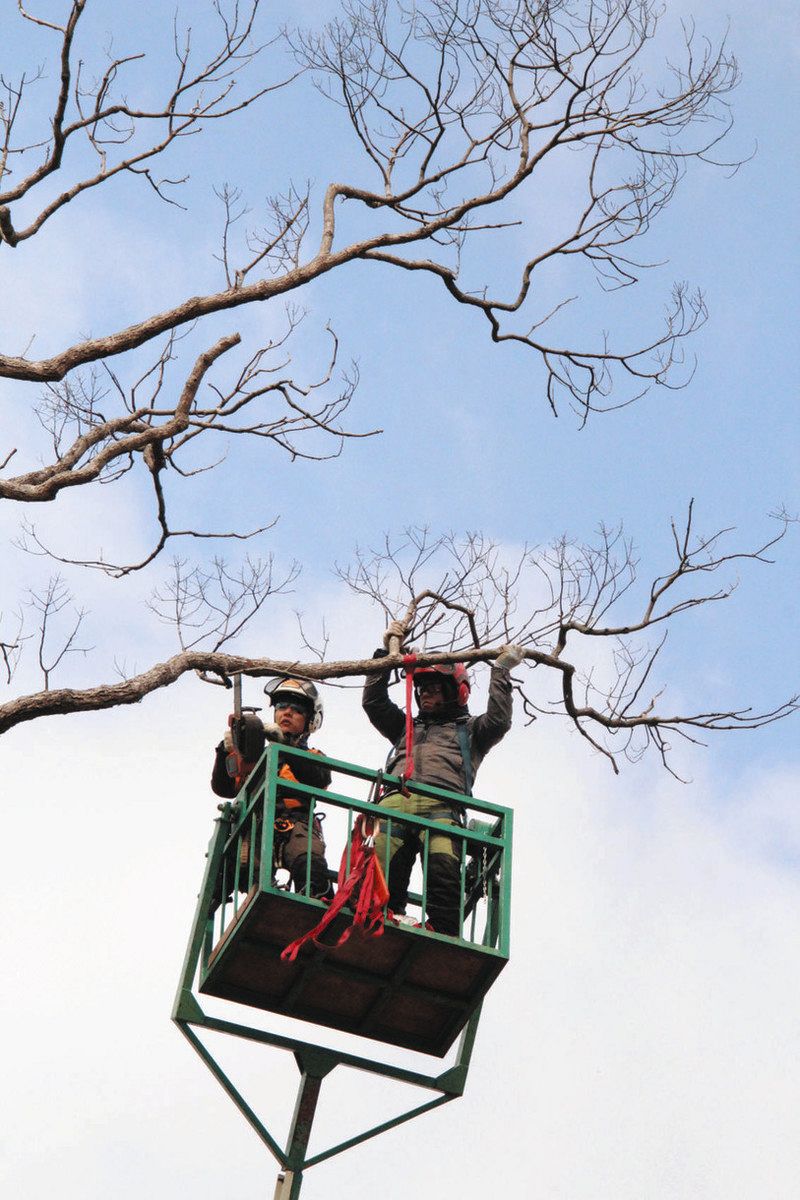 鈴鹿の「長太の大楠」、7割が根枯れか 20年の落雷で被害、再生目指す