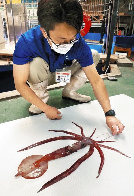 ユウレイイカ 富山湾で確認 ５年ぶり６例目 北陸中日新聞web