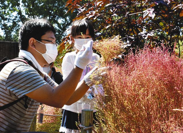 ほうき材料にコキア収穫 一宮 ハロウィーン企画で親子ら 中日新聞web