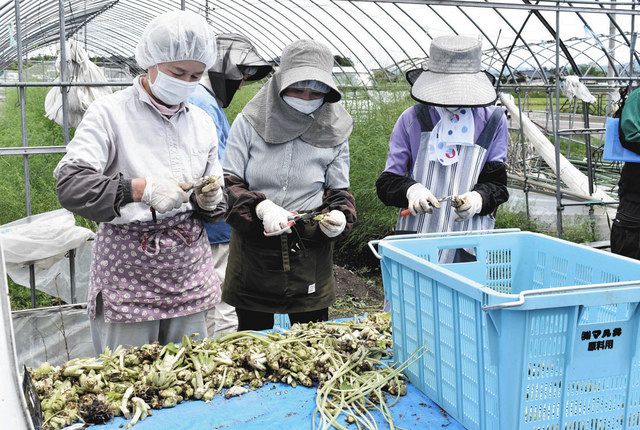 畑でできる陸ワサビ初収穫 ｊａあづみとマル井 中日新聞web