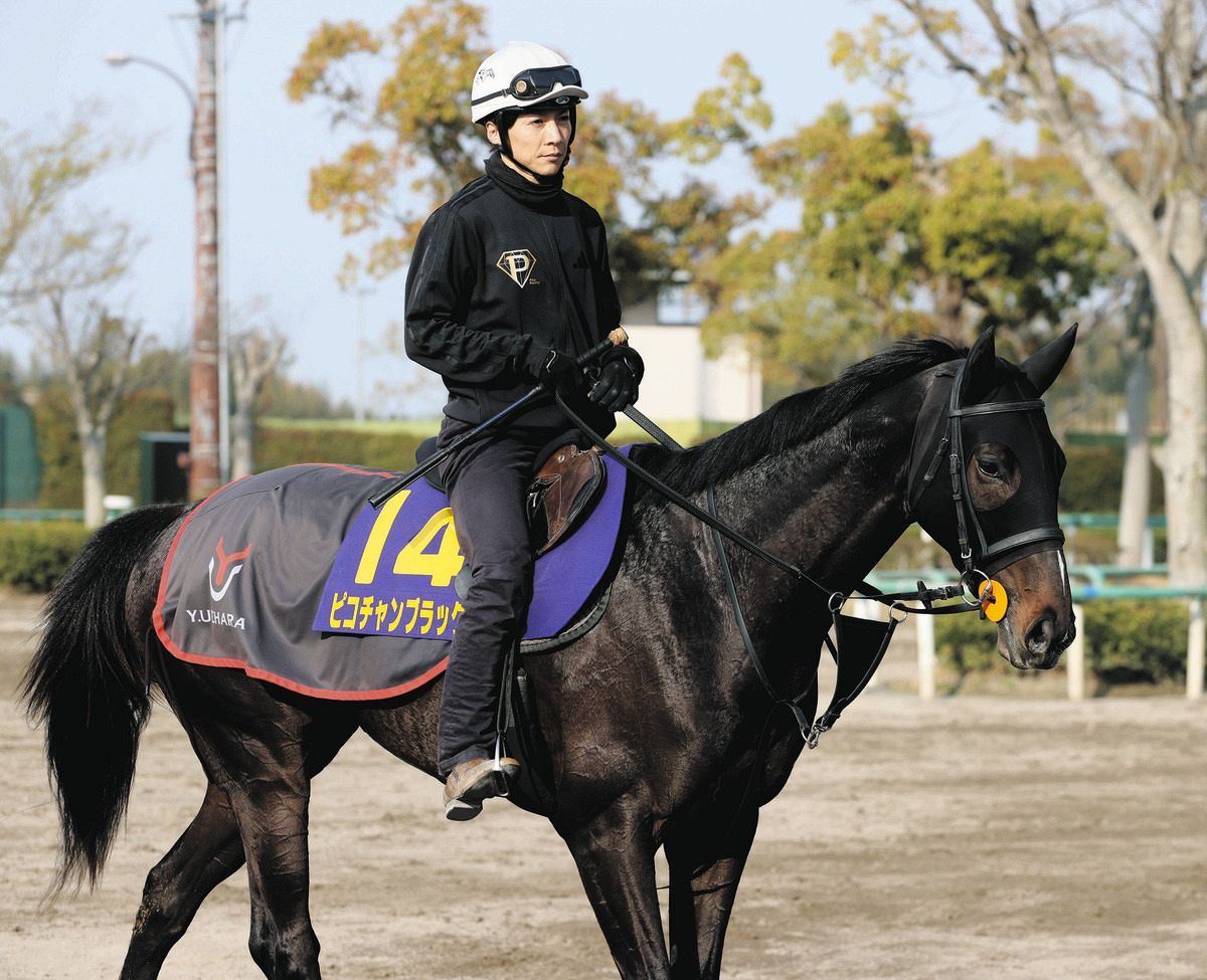 皐月賞・土曜チェック】ピコチャンブラック、上原佑師「リラックスし