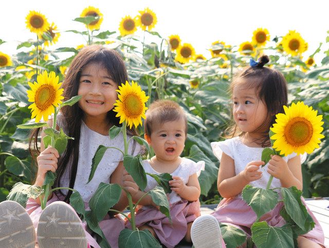 夏色あいち＞「黄」 南知多14万本のヒマワリ 一面に広がる花の波：中