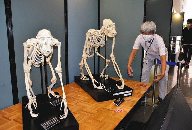 頭骨大図鑑】世界最大・最高! 頭骨 剥製 標本 骨格 動物 博物館 頭骨大図鑑】世界最大・最高! 頭骨 剥製 標本 骨格 動物 博物館