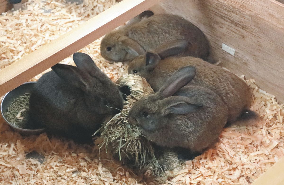世界最大級！ウサギの赤ちゃんが岡崎市の東公園動物園で誕生 17日から