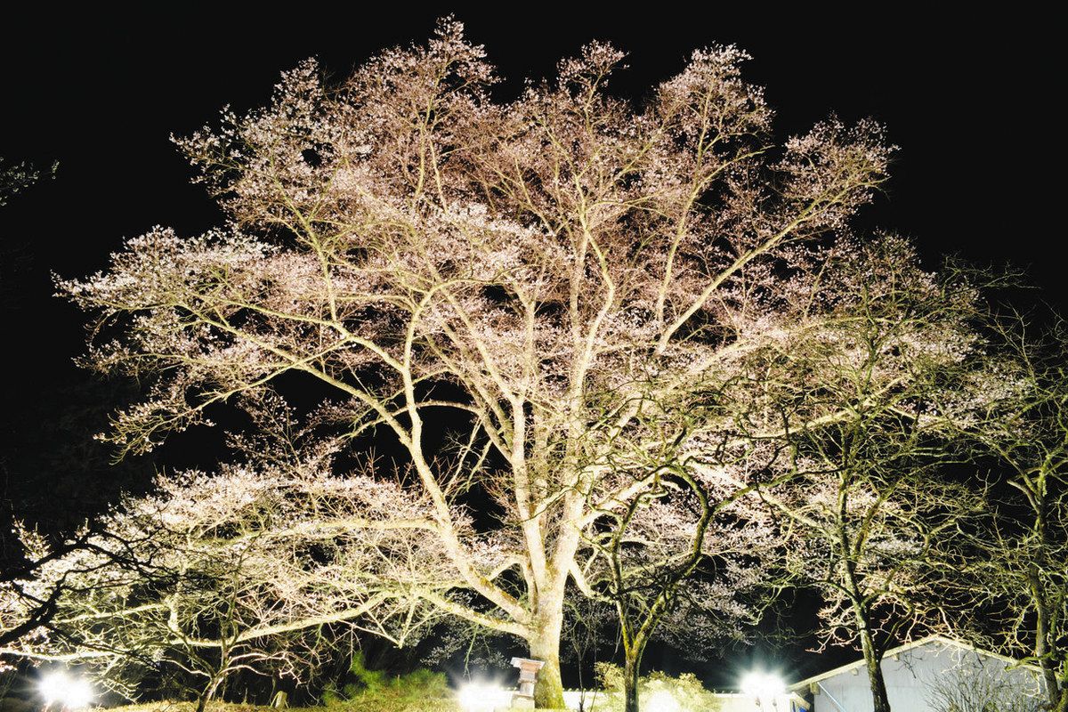 ライトアップされ幻想的な雰囲気を醸す薄墨桜＝土岐市曽木町で
