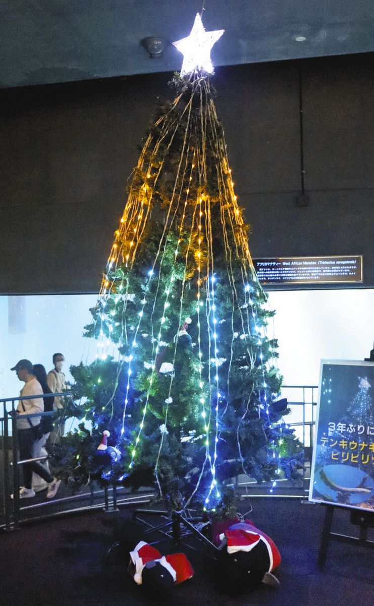 最大800ボルト！ デンキウナギの放電でクリスマスツリー点灯 鳥羽