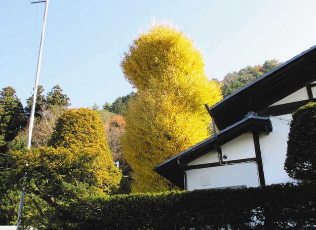 倒木の危険でイチョウの古木を7メートル伐採 大町・大日向さん方：中