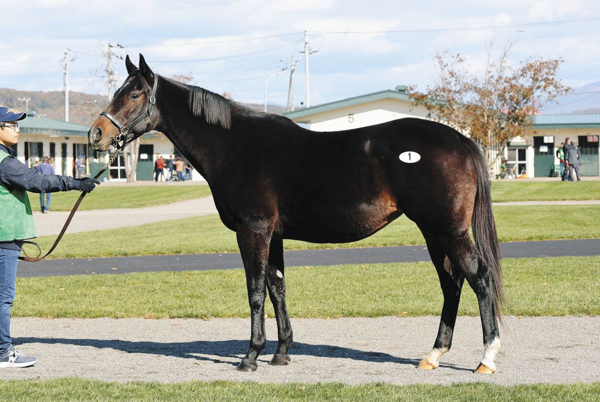 ジェイエス繁殖馬セールが開催、190頭が上場 三冠牝馬アパパネの娘