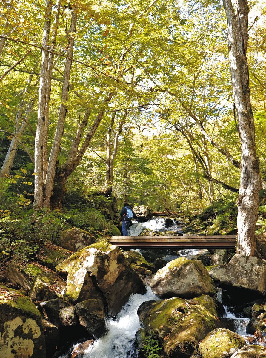 紅葉のトンネル、徐々に 高山・宇津江四十八滝公園：中日新聞Web