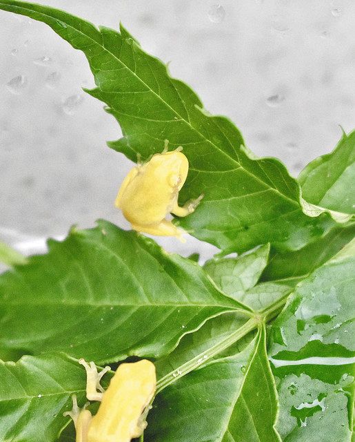 発見された黄金色のカエル＝菰野町田口新田の堀田さん宅で 