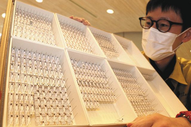 ゲンゴロウ 正体解明 ふれあい昆虫館 渡部学芸員：北陸中日新聞Web