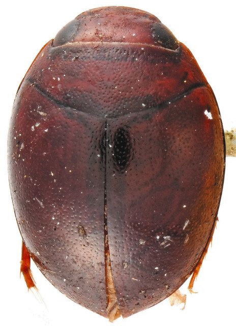 ゲンゴロウ 正体解明 ふれあい昆虫館 渡部学芸員：北陸中日新聞Web