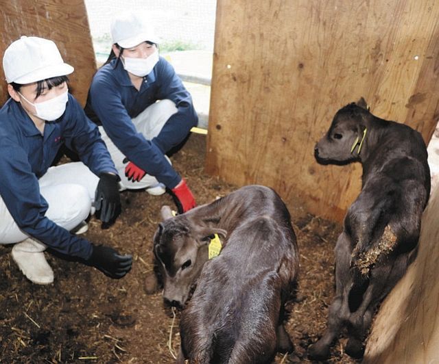 加茂農林高に初の双子誕生 飛騨牛の子牛増産に期待 中日新聞web