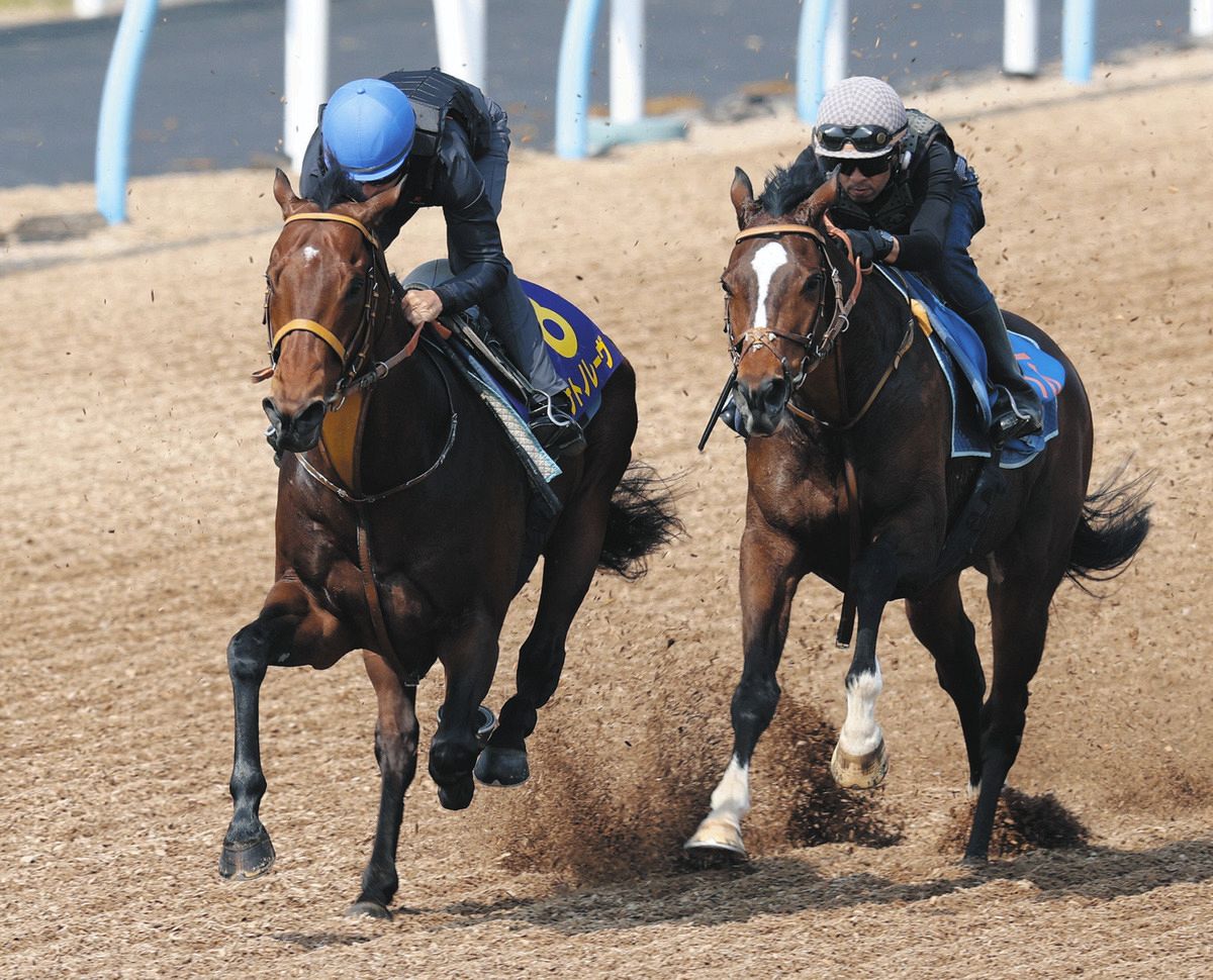 高松宮記念】サトノレーヴ、ぶっつけでも仕上げきっちり：中日スポーツ