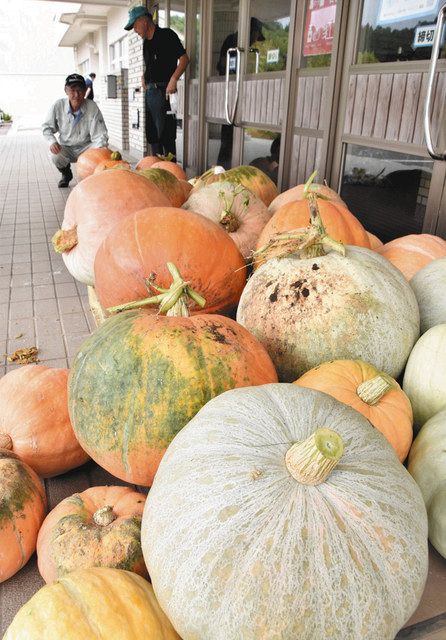 これでも今年は小さいんです カボチャ 七尾 高階 友の会 収穫 北陸中日新聞web