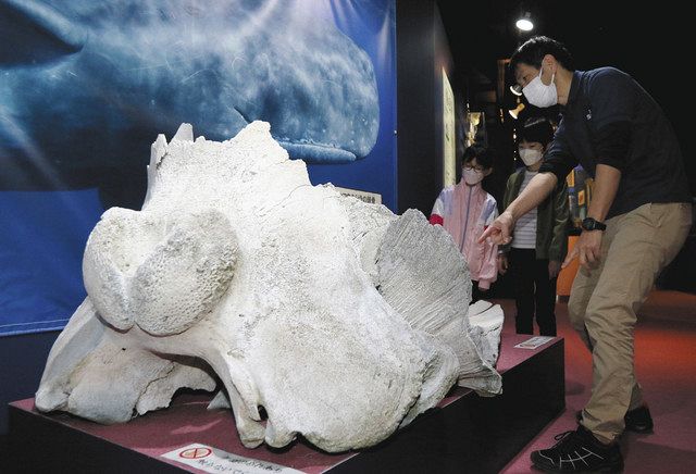 クジラの骨（鯨骨） マッコウクジラ 縮小全身骨格レプリカ Sperm whale, miniature
