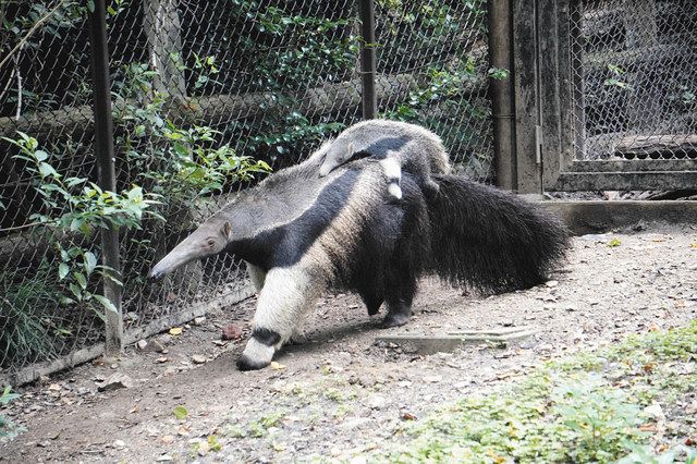 オオアリクイ赤ちゃん人気 東山動植物園 中日新聞web