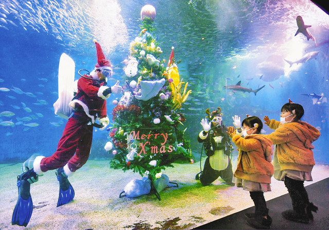 水槽にXマスツリー飾る 越前松島水族館：中日新聞Web