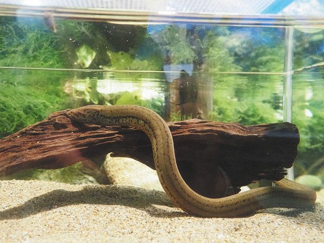 世界最小級のイカ公開 魚津水族館 タウナギも 北陸中日新聞web 世界最小級のイカ公開 魚津水族館 タウナギも 北陸中日新聞web