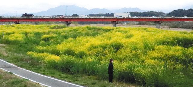 鈴鹿川の河川敷に 菜の花畑 出現 中日新聞web