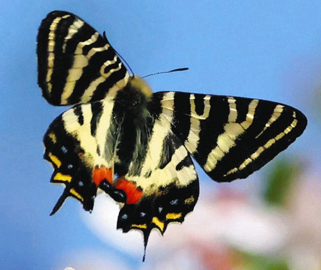 生息域外のギフチョウ？ 岐阜大・土田教授ら、遺伝子解析で発見：中日