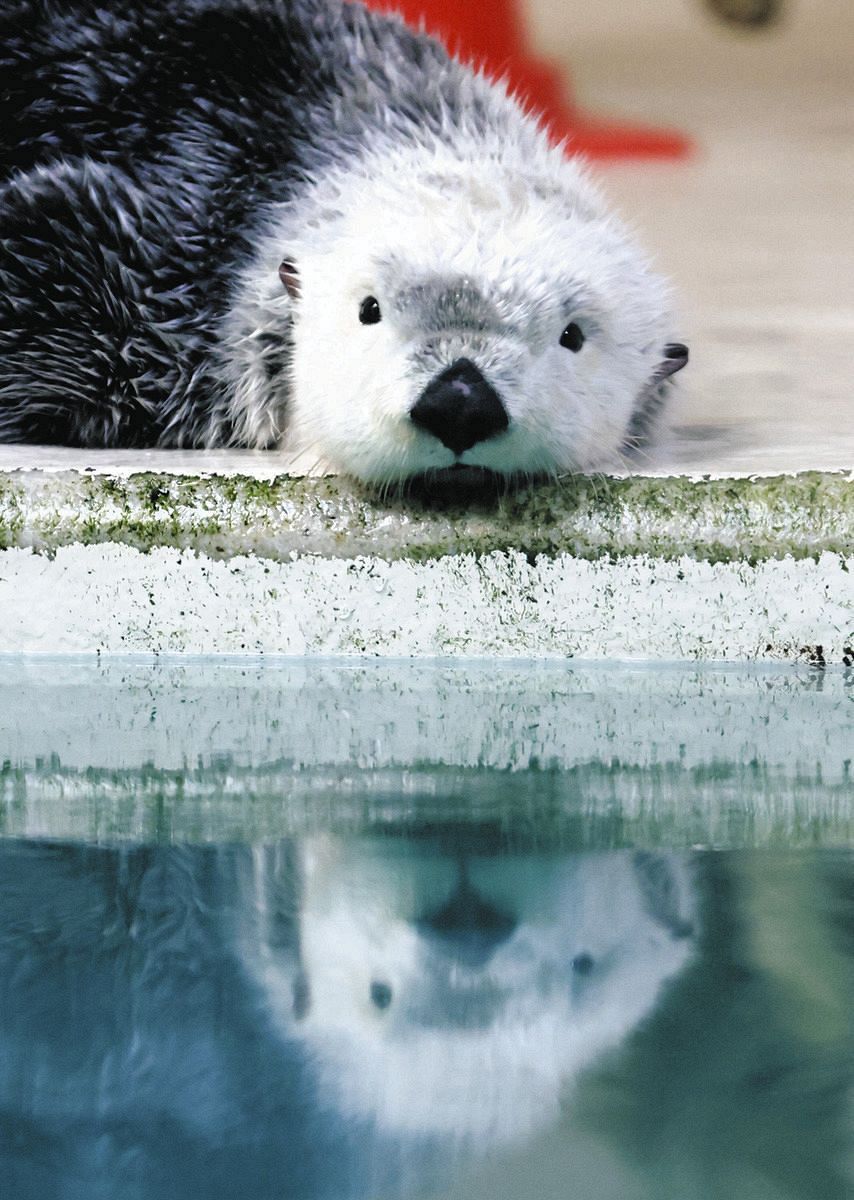 鳥羽水族館 ラッコ 写真集 鳥羽水族館 写真集 Amazon.co.jp: ラッコのメイとキラ オリジナル